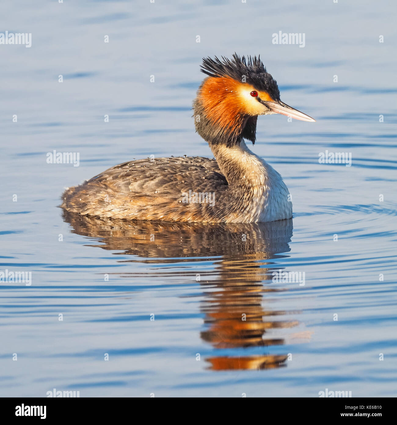 The Great Crested Grebe (Podiceps cristatus) is a member of the grebe family of water birds and is found in Europe, Africa, Asia and Australia. Stock Photo