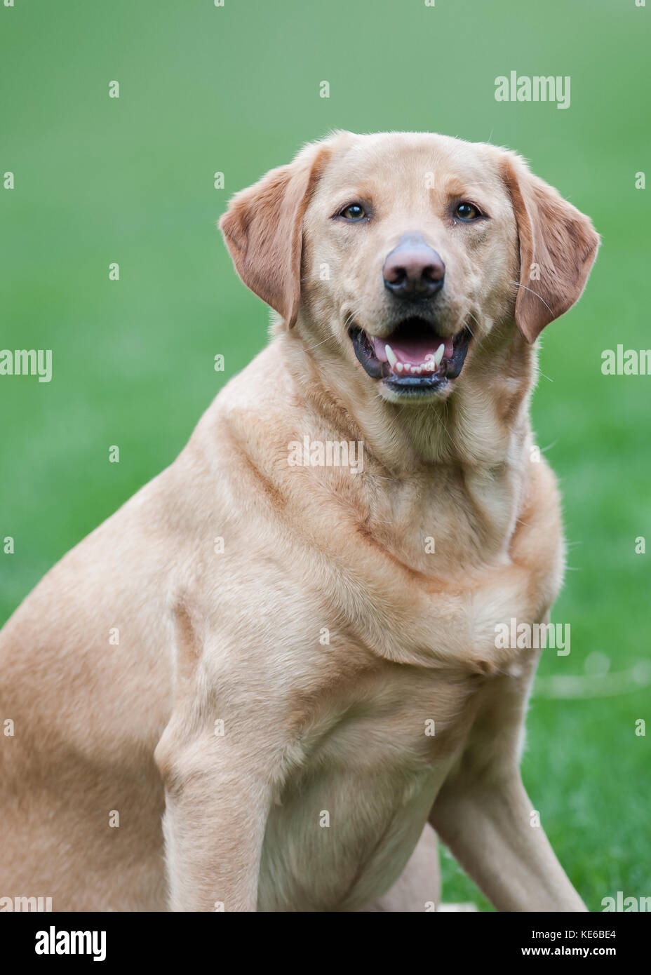 Female yellow labrador retriever portrait Stock Photo