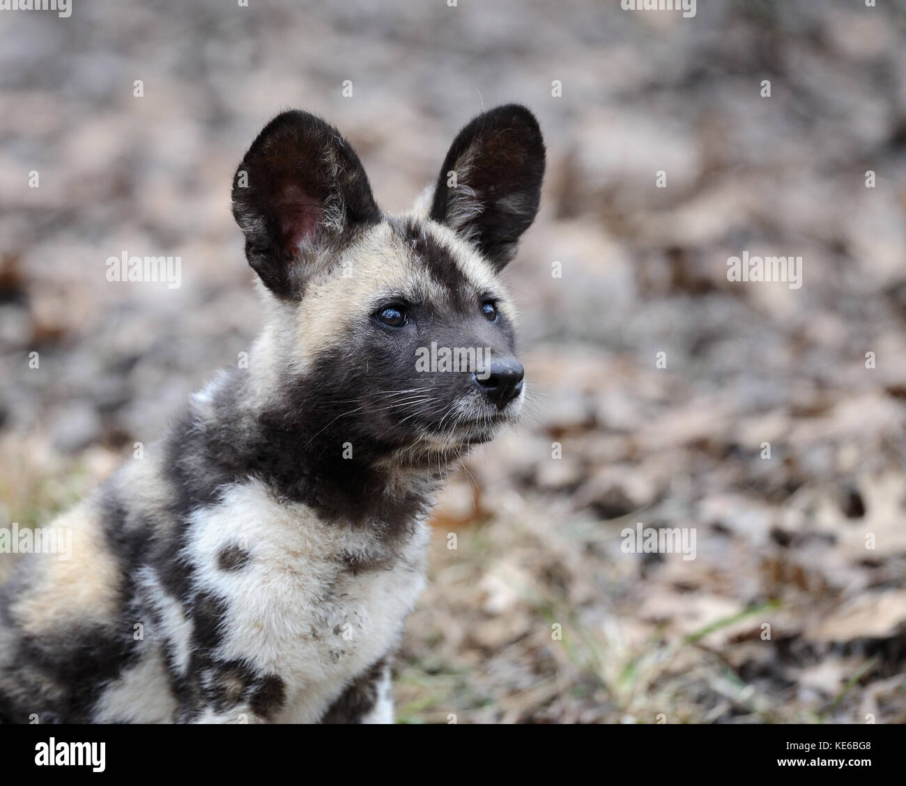 African wild dog (Lycaon pictus) pup Stock Photo