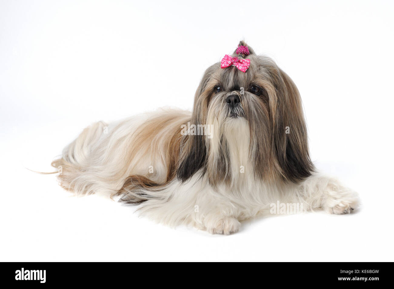 Shih tzu dog portrait ribbon cute hi-res stock photography and images -  Alamy