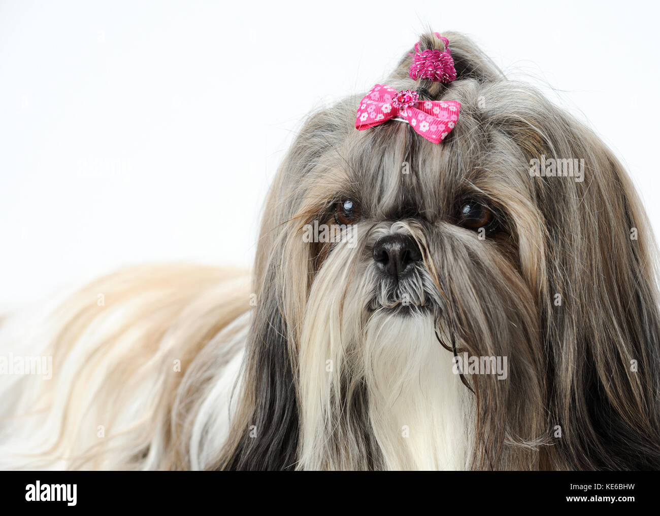 Shih tzu dog portrait ribbon cute hi-res stock photography and images -  Alamy