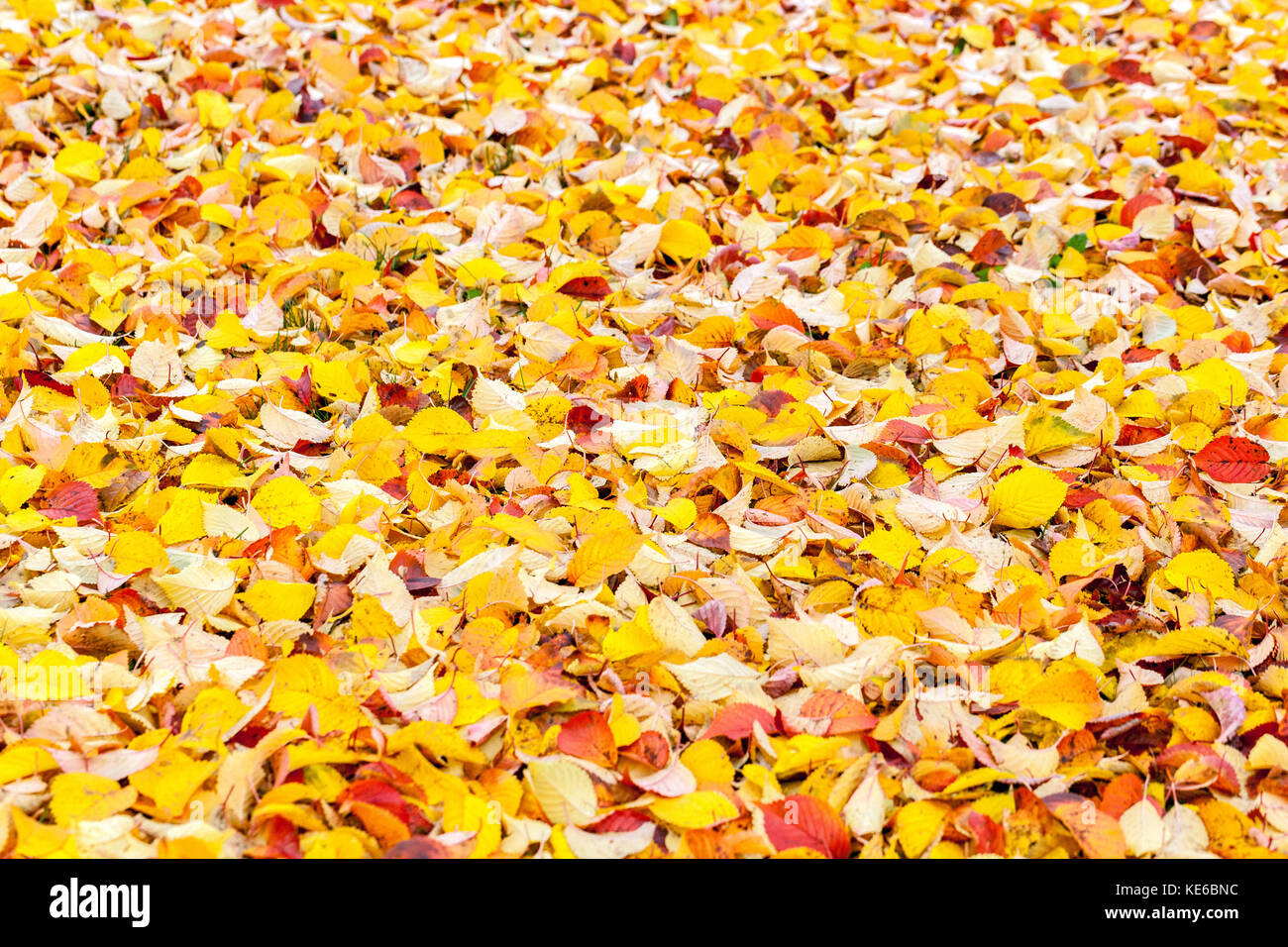 Autumn fallen leaves Cherry tree Prunus hillieri Spire leaves on the ground Stock Photo