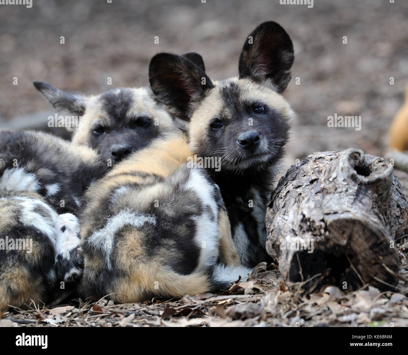 African wild dogs (Lycaon pictus) pups Stock Photo