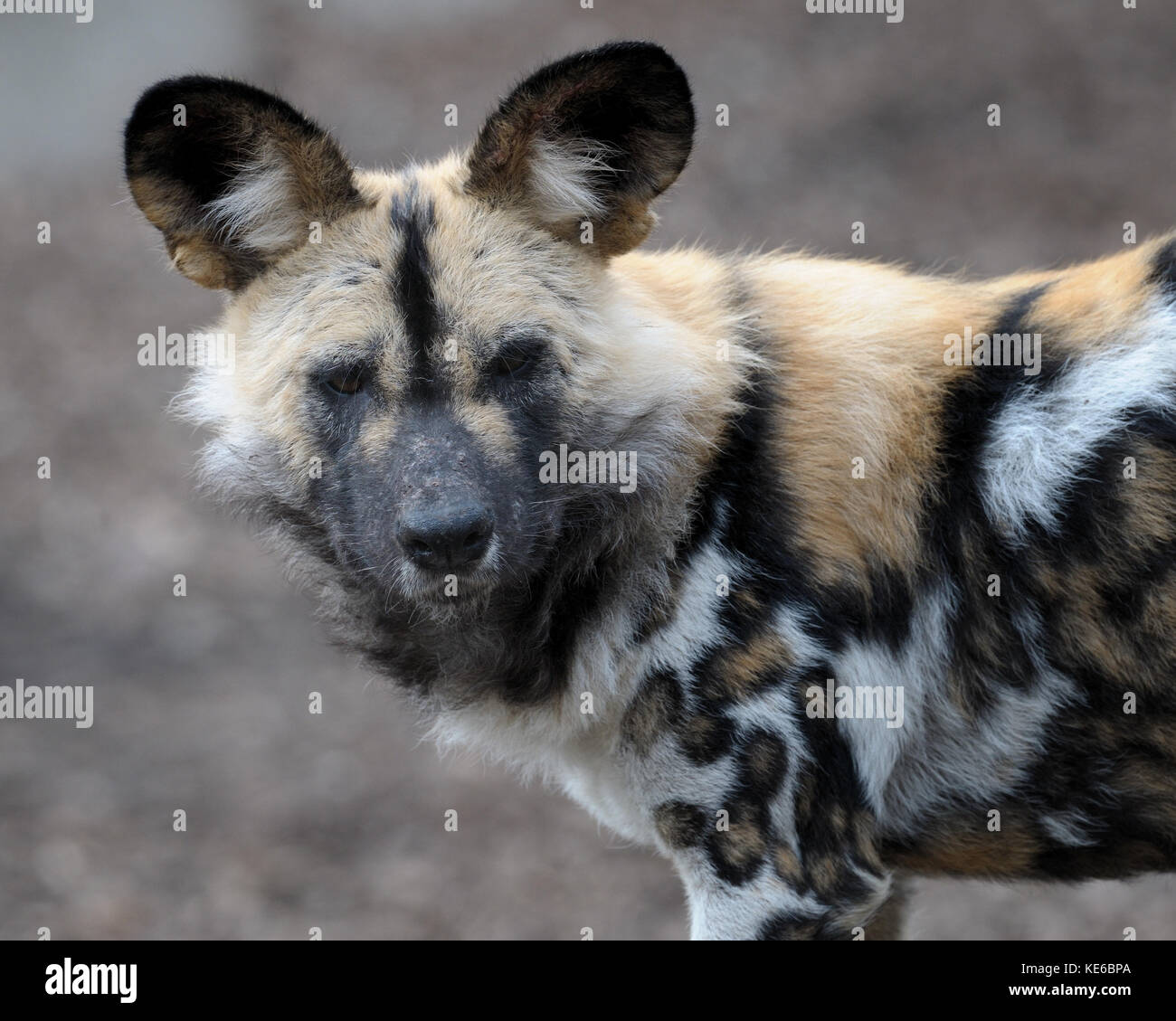 African wild dog (Lycaon pictus) portrait Stock Photo