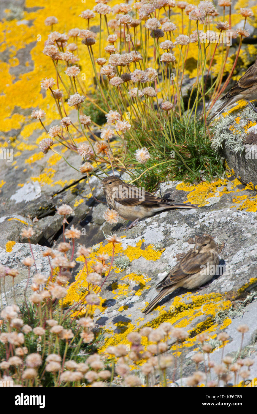 Twite (Linaria flavirostris) on Mousa in the Shetland Isles, Scotland