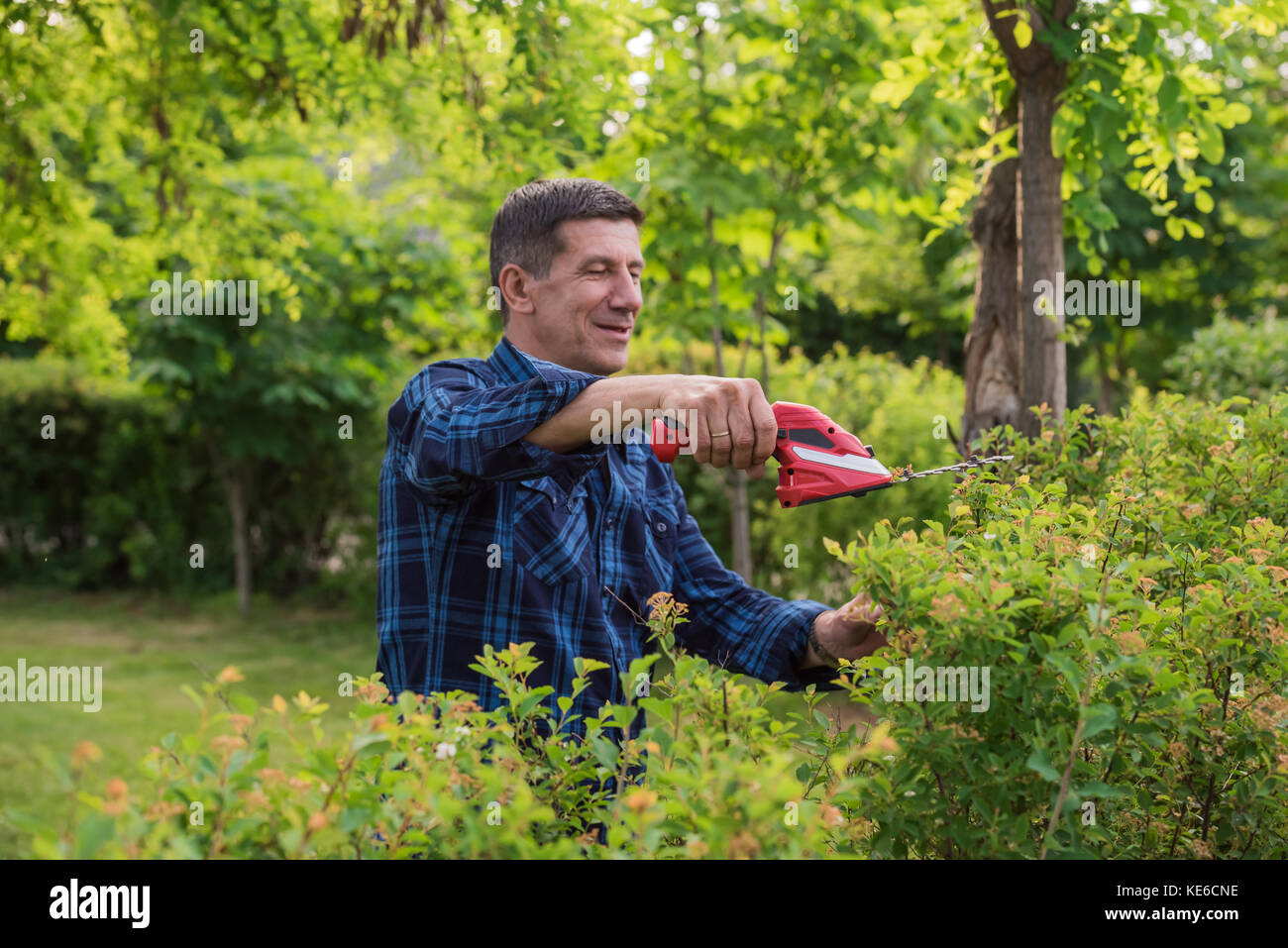 Retired but still healthy looking and smiling man is cutting and trimming the green hedge in the garden with the trimmer. Unfocused garden background. Stock Photo