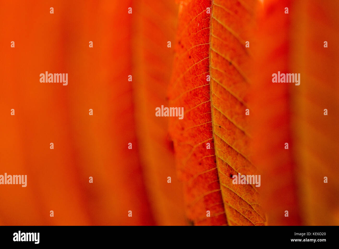 Burnt orange colour hi-res stock photography and images - Alamy