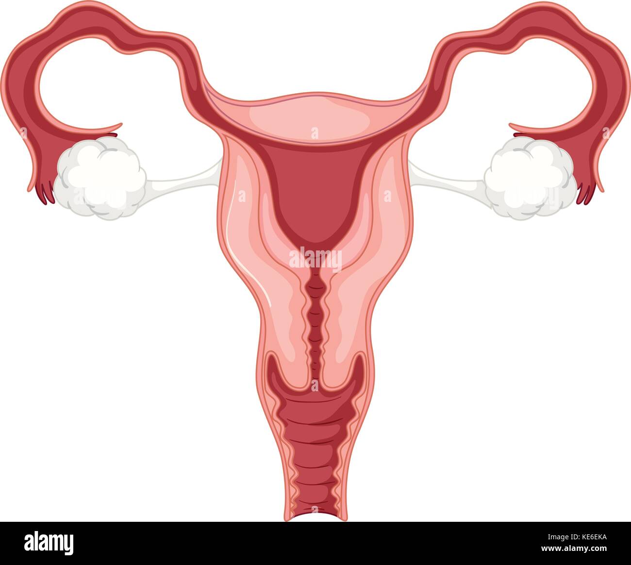 Female Reproductive System High Resolution Stock Photography And Images Alamy