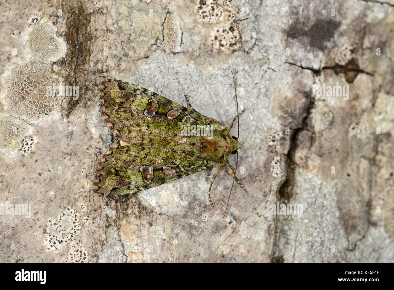 Green Arches Moth (Anaplectoides prasina) adult at rest on tree trunk, Monmouth, Wales, June Stock Photo