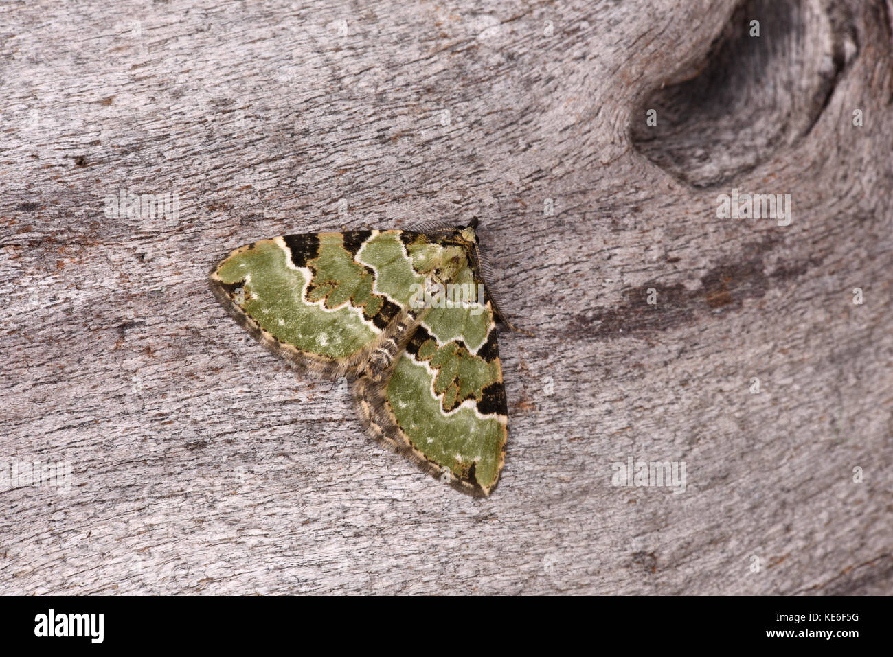 Green Carpet Moth (Colostygia pectinataria) adult at rest on tree trunk,  Monmouth, Wales, June Stock Photo - Alamy