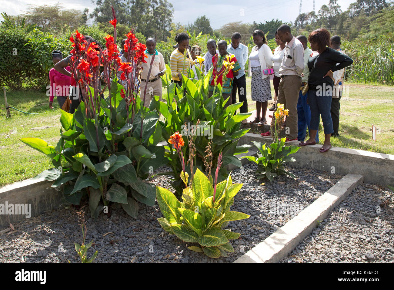 African teachers viewing gravel bed tank with flowers growing in