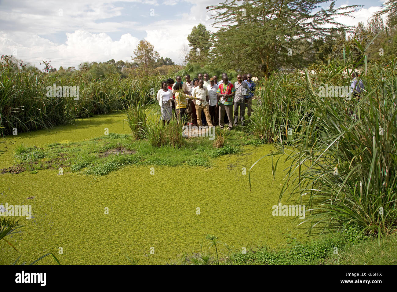 African teachers learning about artificial constructed wetland on Horticulture flower farm Naivasha Kenya Stock Photo