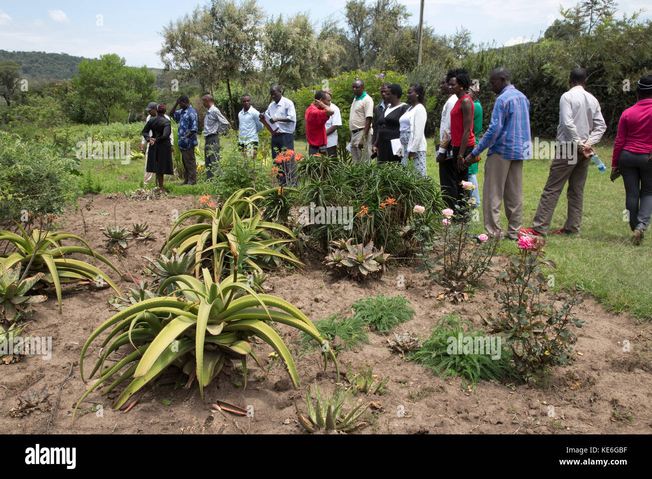 African teachers visiting herb garden with medicinal plants to make traditional medicine Restart Africa Gilgil Kenya Stock Photo