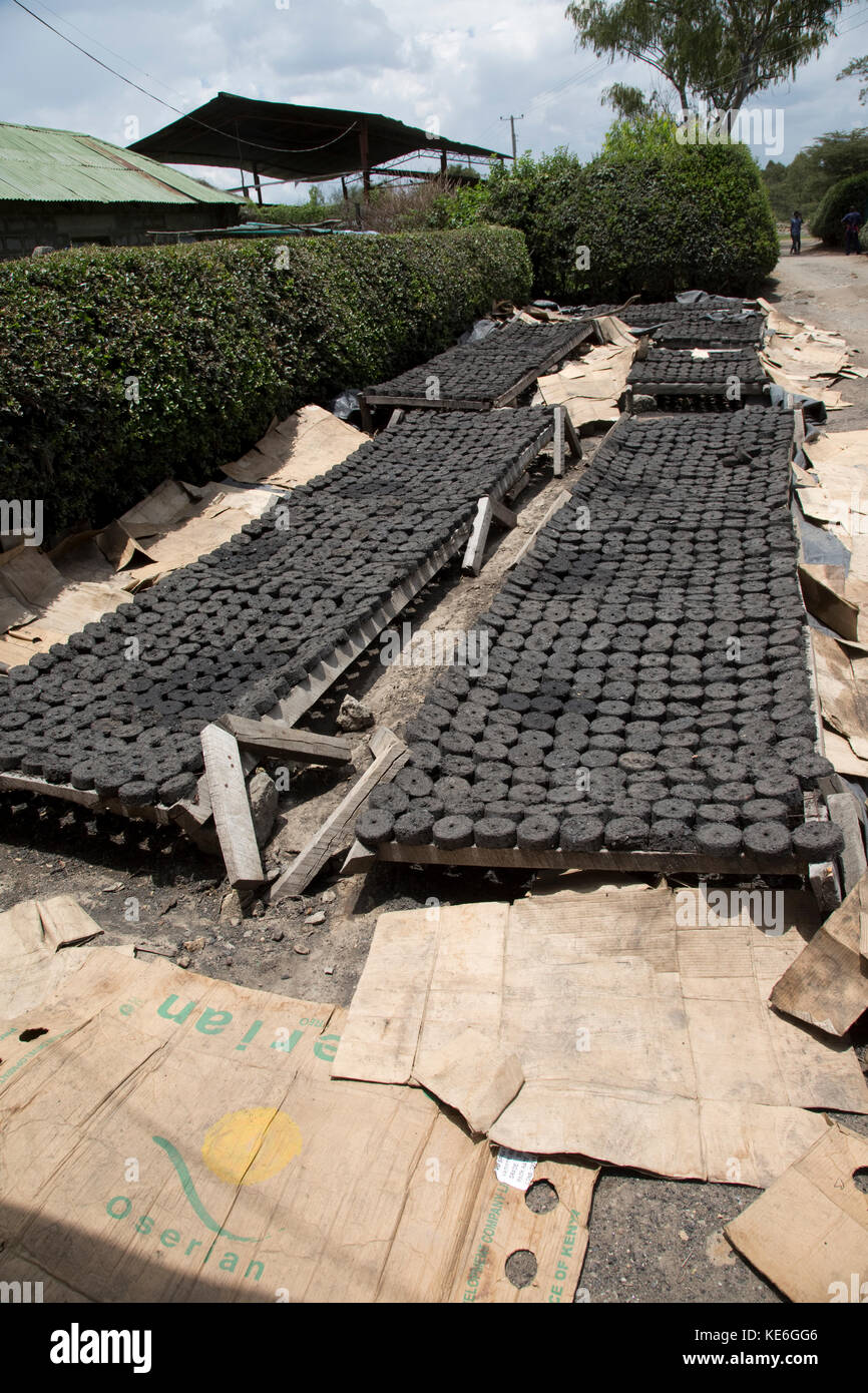 Briquettes made from charcoal dust drying Restart Africa Gilgil Kenya
