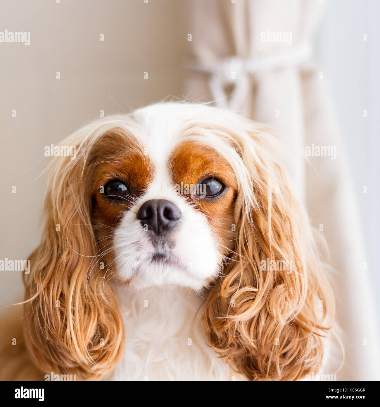 Cavalier king charles spaniel indoor portrait Stock Photo Alamy