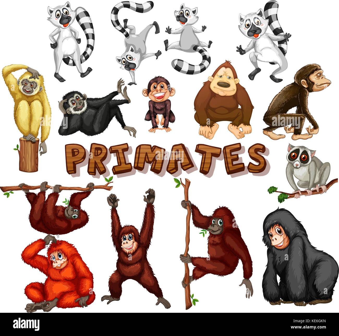 Different kind of primates illustration Stock Vector Image & Art - Alamy