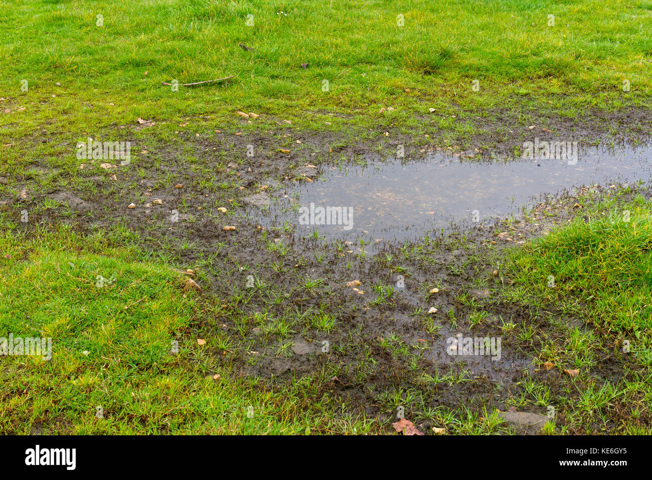 Muddy puddle from a heavy downpour in autumn on a grassy area on common ...