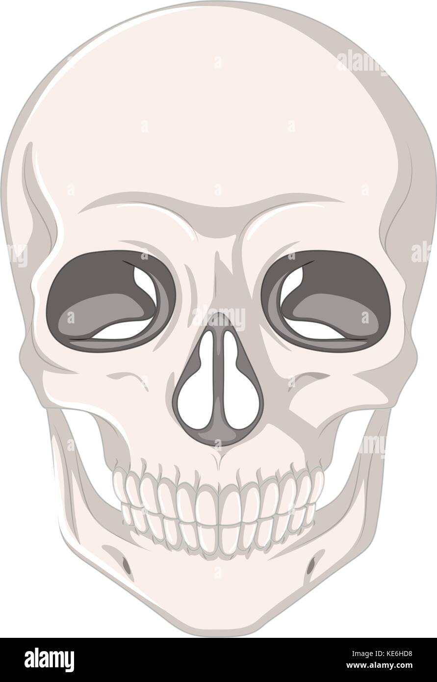 Human skull on white background Stock Vector Images - Alamy