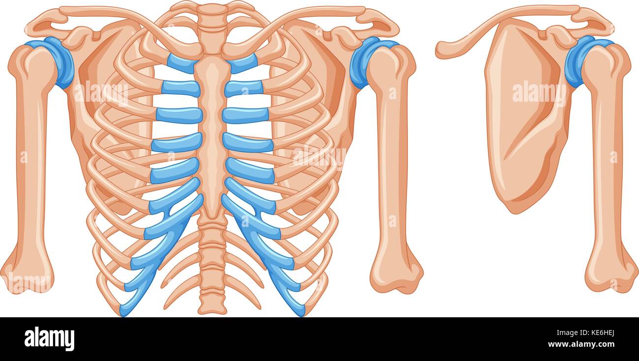 Bones And Shoulder Stock Photos & Bones And Shoulder Stock Images - Alamy