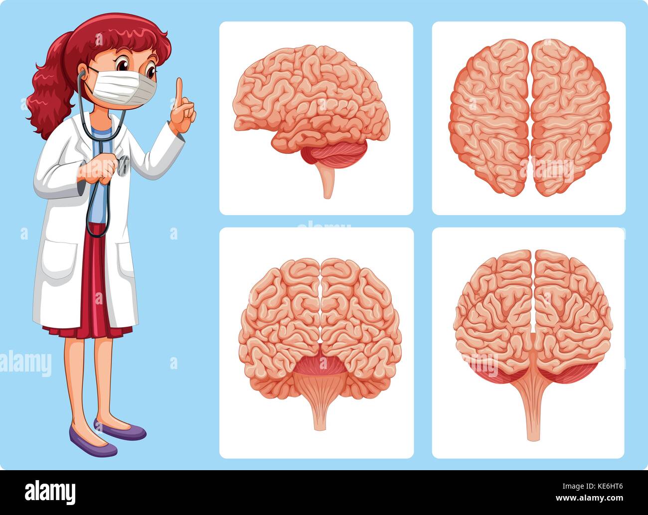 brain drawing woman stock photos \u0026 brain drawing woman stock imagesdoctor and brain diagrams illustration stock image