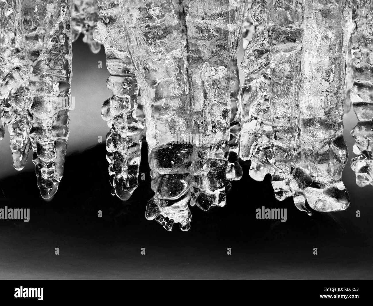 Tree root detail Black and White Stock Photos & Images - Alamy