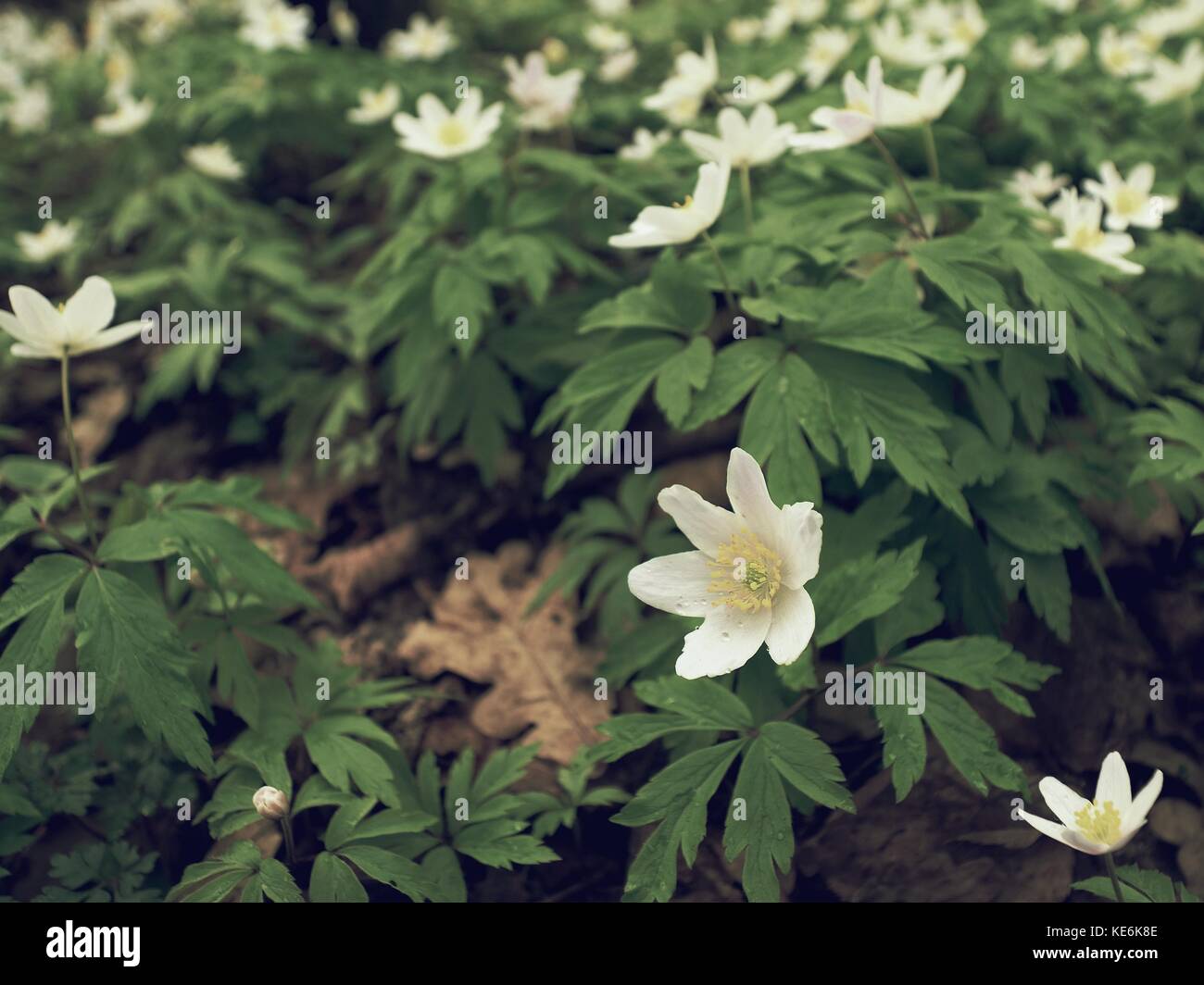 Wood anemones in blossom. Flowering anemone nemorosa (well known as