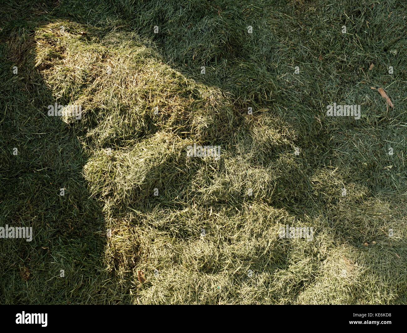 Terrible smell rotten grass. Decay harvested grass in green mound in corner of garden Stock