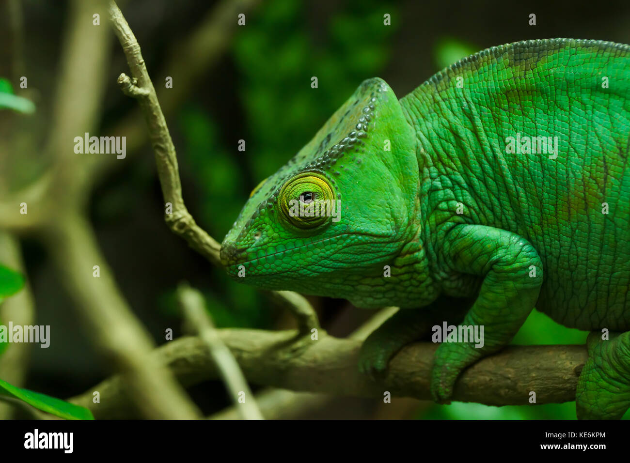 A chameleon looks at the camera on a branch in Devon, UK Stock Photo