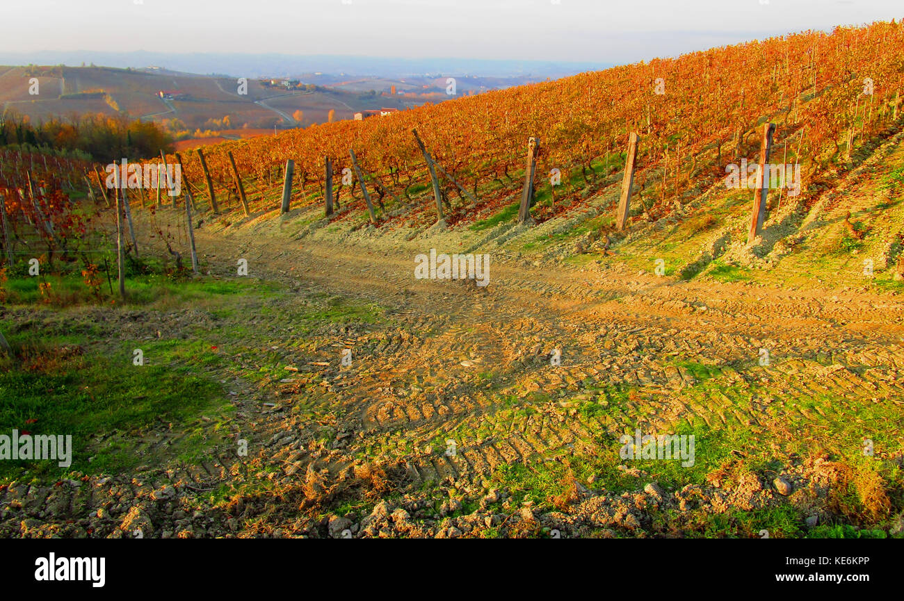 land cultivated with vineyards 3 Stock Photo