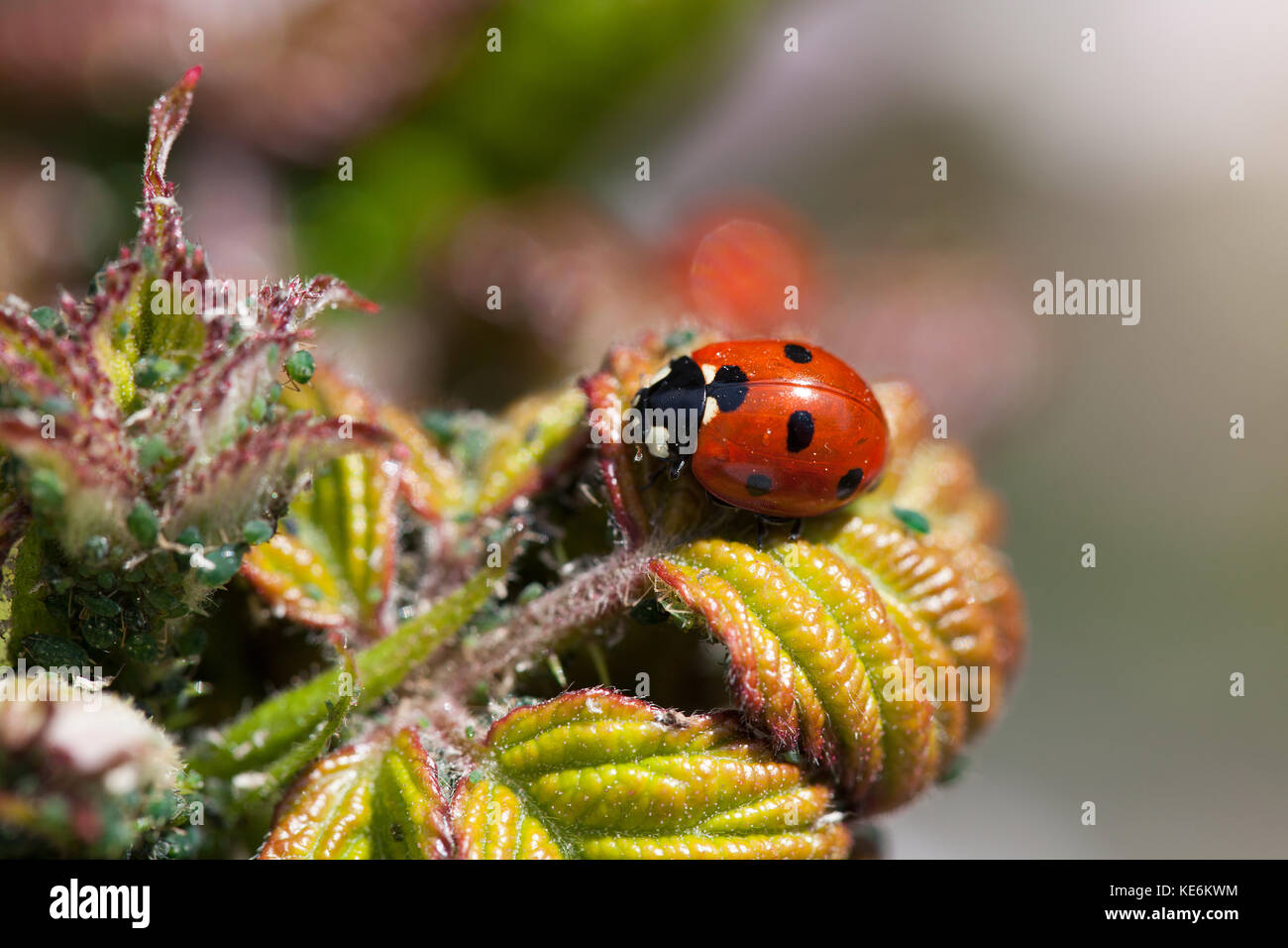 Lady bug eating plant lice Stock Photo