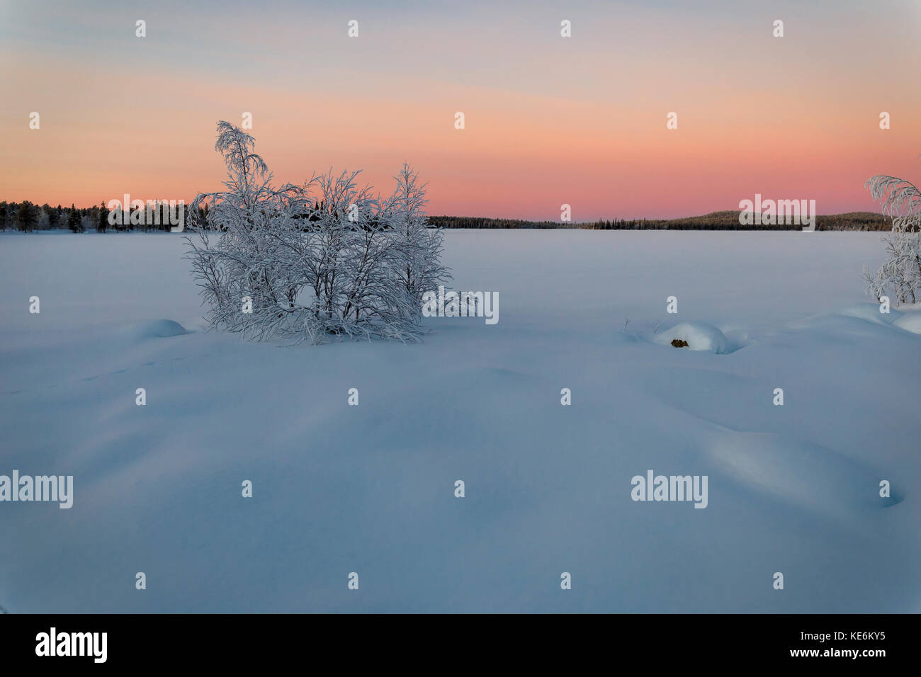 Bush on the frozen lake at sunset in Finland Stock Photo