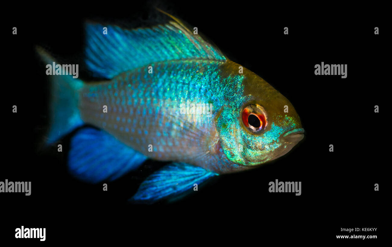 A macro shot of an electric blue ram tropical fish. Stock Photo