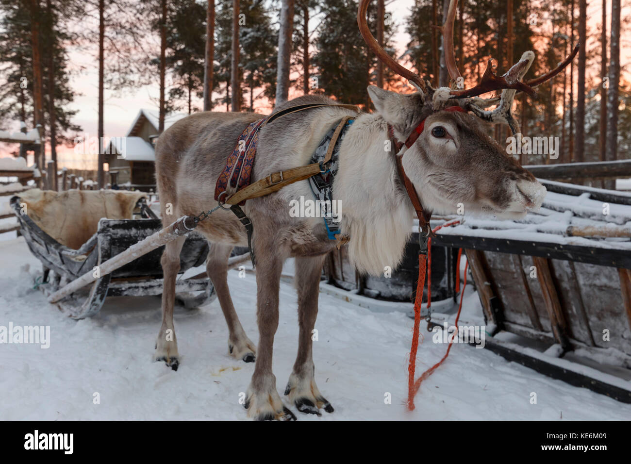 reindeer drawn sleigh in the winter Stock Photo