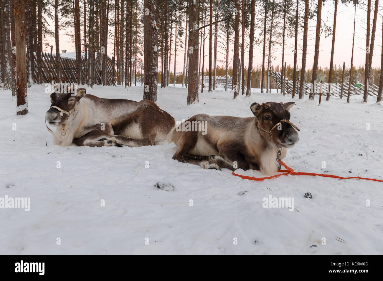 reindeer drawn sleigh in the winter Stock Photo