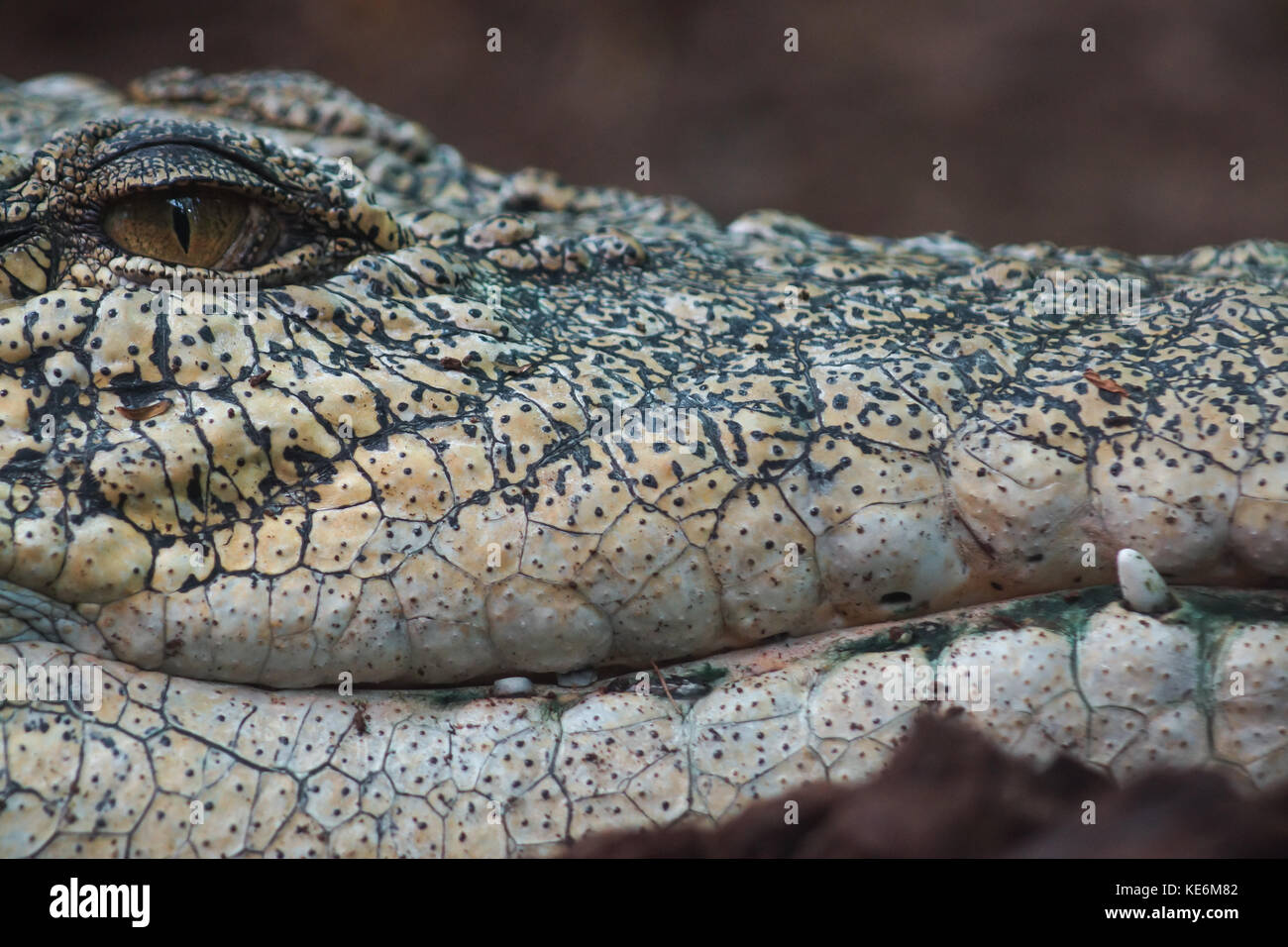 A closeup of a freshwater crocodile in Devon, UK Stock Photo