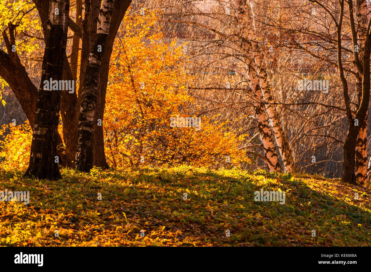 Maple and birch trees in a park by an autumn day with yellow, green and red leaves and grass around covered by foliage. Stock Photo