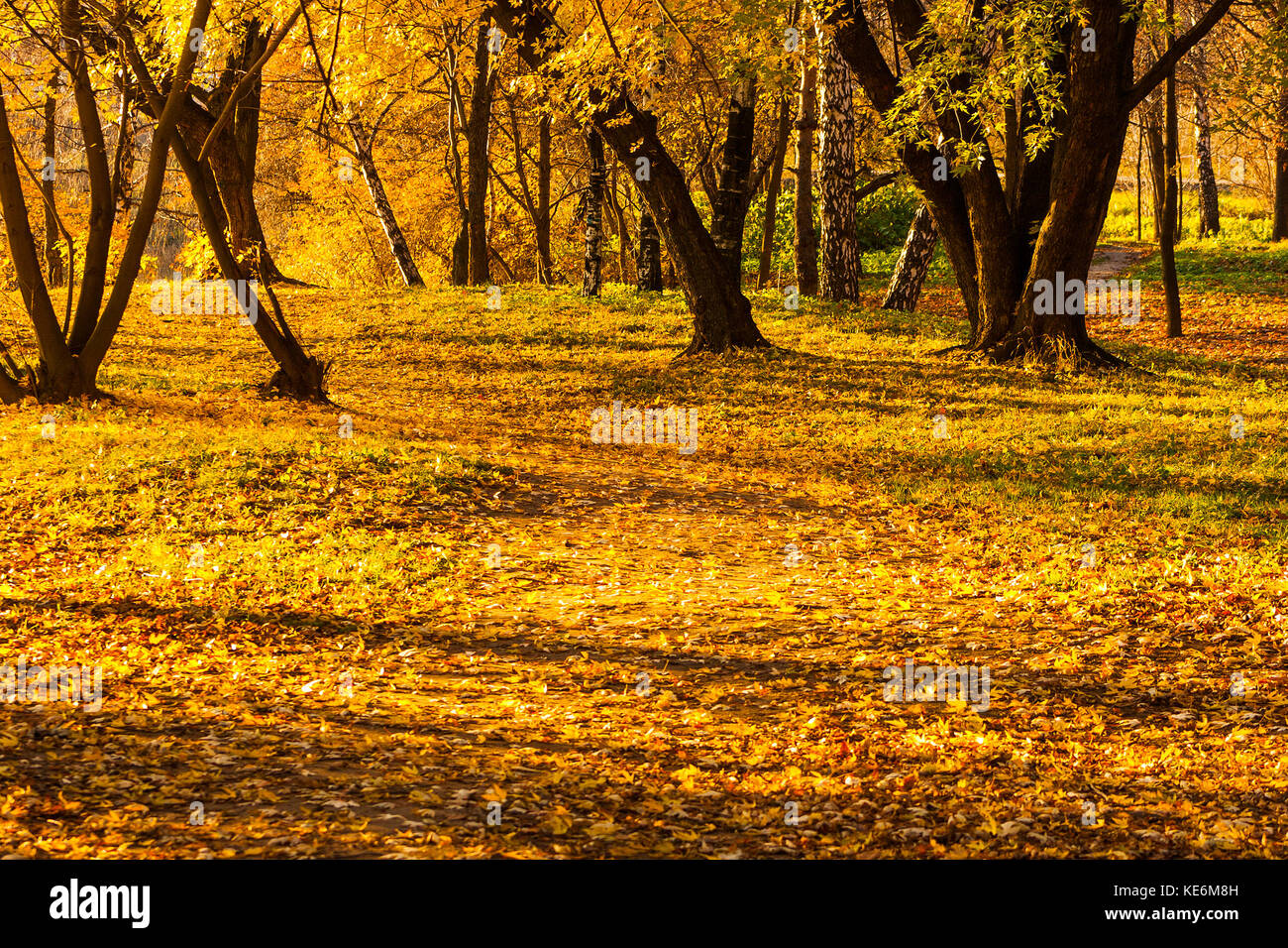 Maple and birch trees in a park by an autumn day with yellow, green and red leaves and grass around covered by foliage. Stock Photo