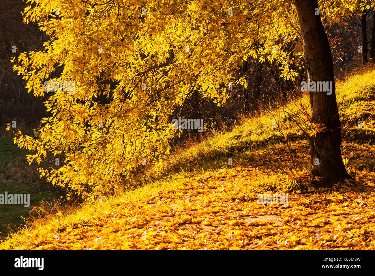 Maple  tree in a park by an autumn day with yellow, green and red leaves and grass around covered by foliage. Stock Photo