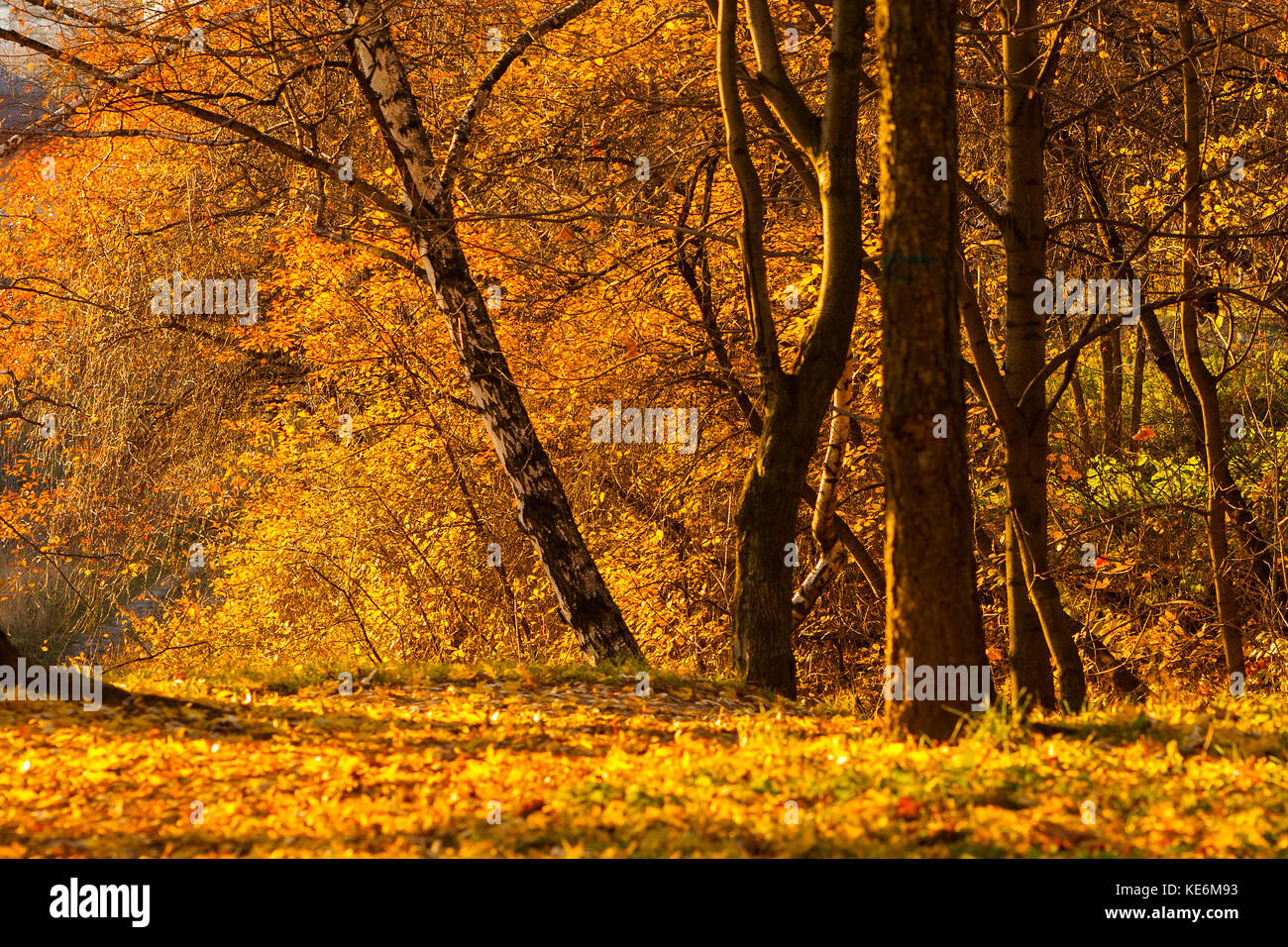 Trees in a park by an autumn day with yellow, green and red leaves and grass around covered by foliage. Stock Photo