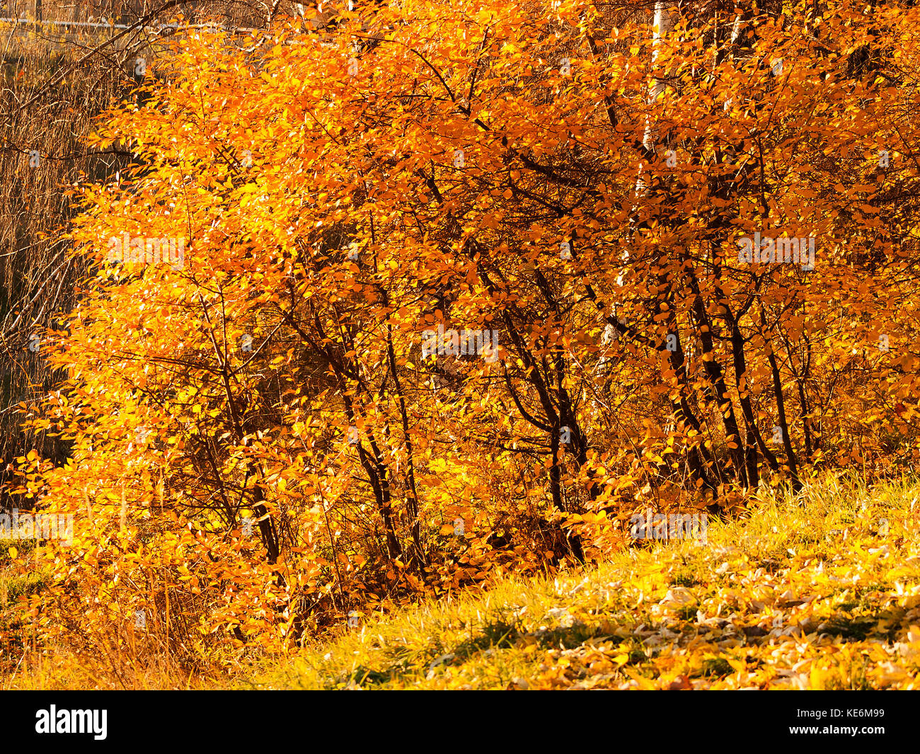 Trees in a park by an autumn day with yellow, green and red leaves and grass around covered by foliage. Stock Photo