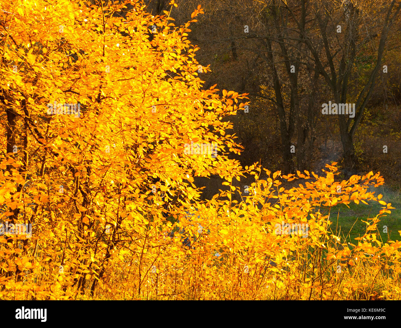 Trees in a park by an autumn day with yellow and red leaves and grass around covered by foliage. Stock Photo