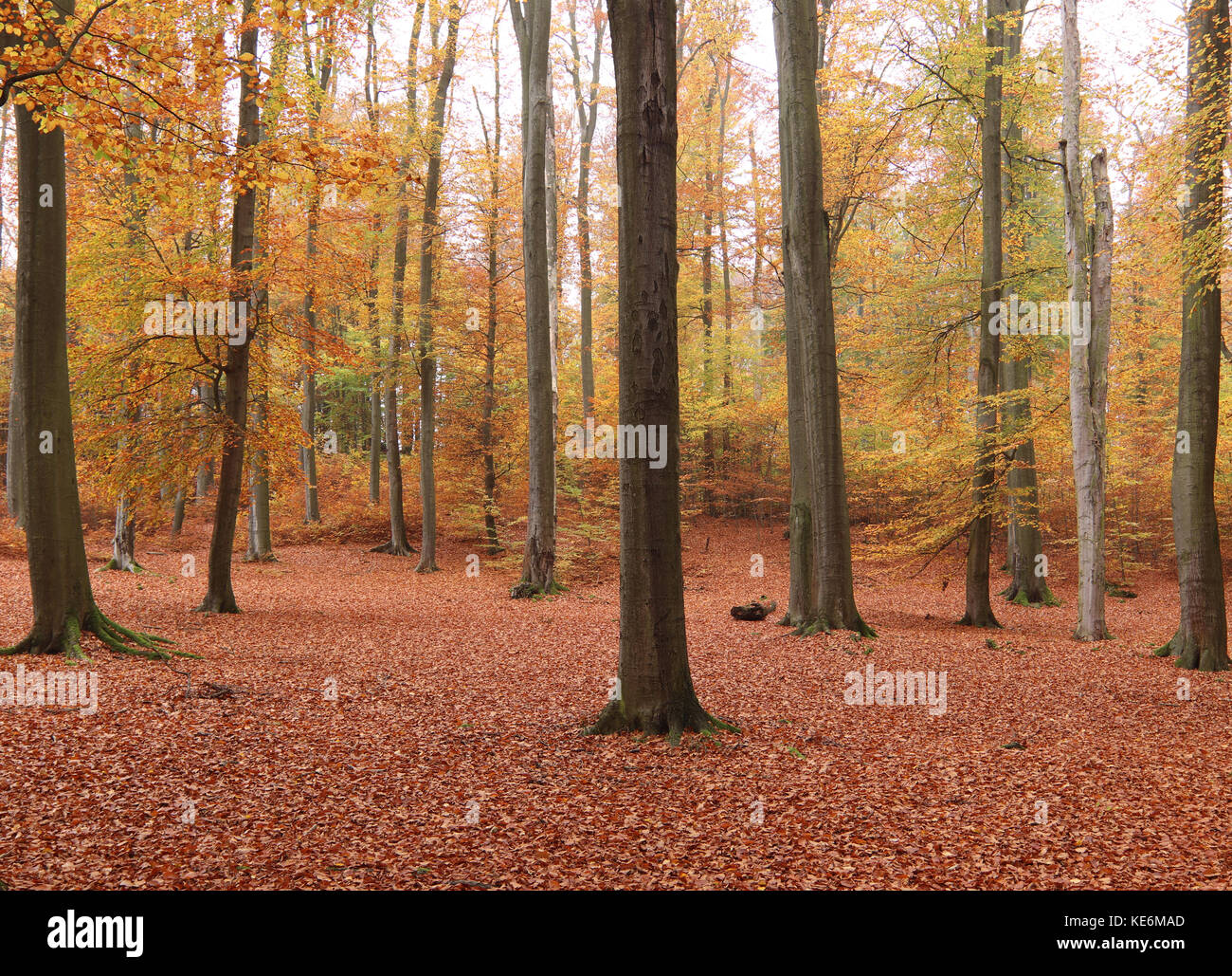 Beechwood at autumn Stock Photo