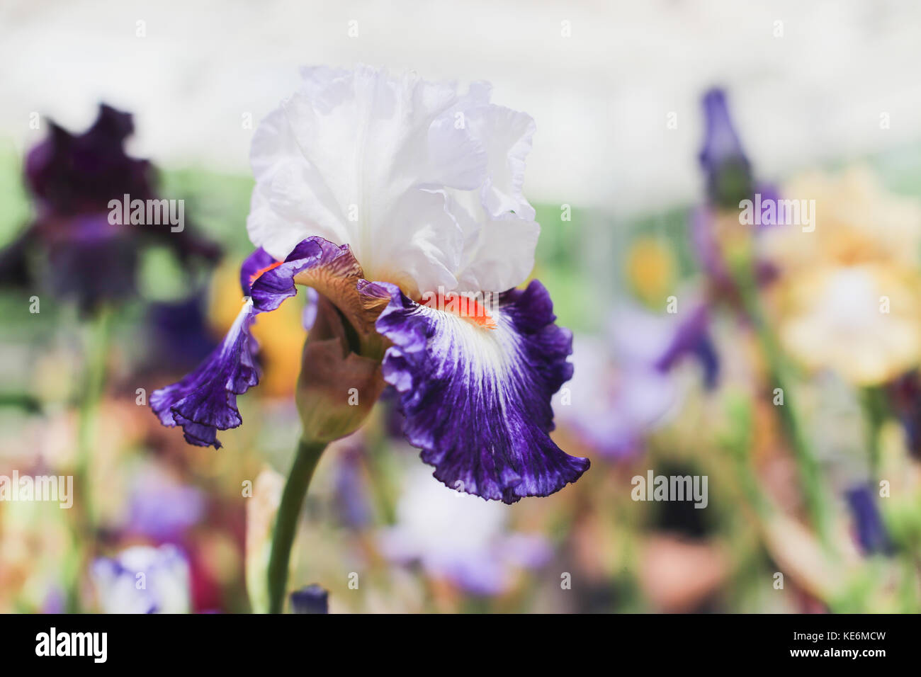 White and violet iris flower close-up Stock Photo