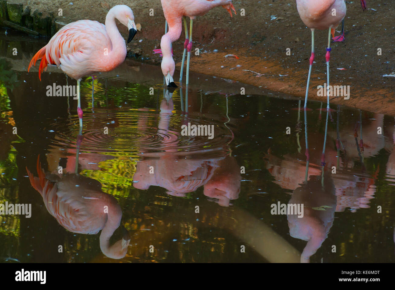 Flamingos stand in water in Devon, UK Stock Photo