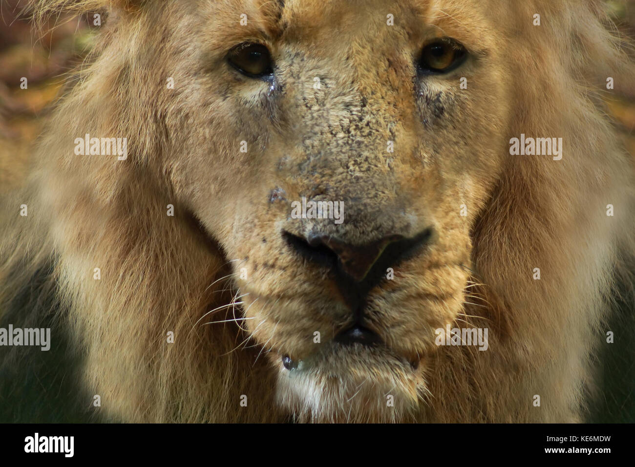 Lions lioness headshot hi-res stock photography and images - Alamy
