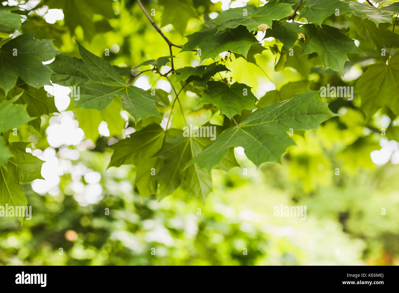 Closeup close up branch hi-res stock photography and images - Alamy