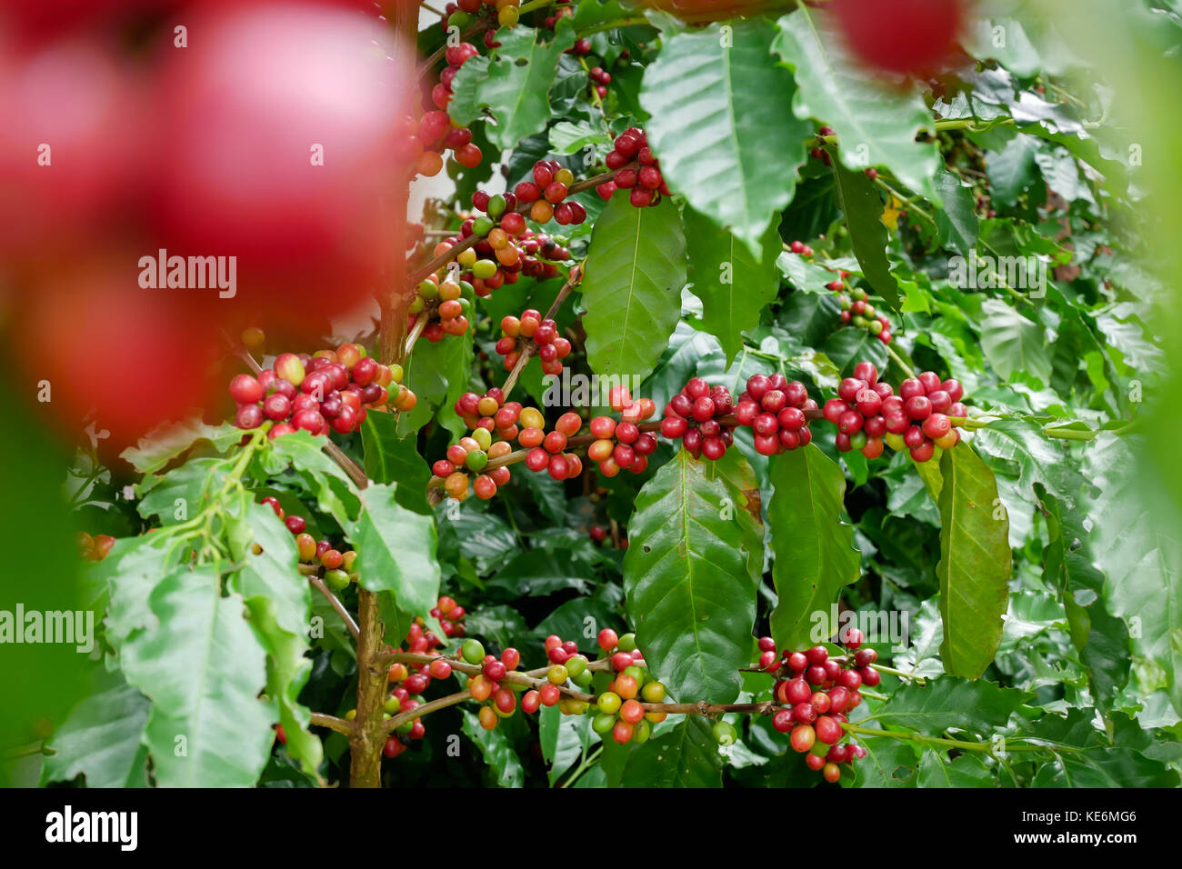 Red coffee cherry on branch arabica and robusta tree in coffee plantation before harvesting Stock Photo
