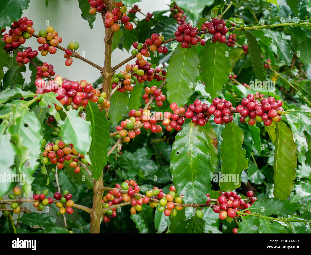 Red coffee cherry on branch arabica and robusta tree in coffee