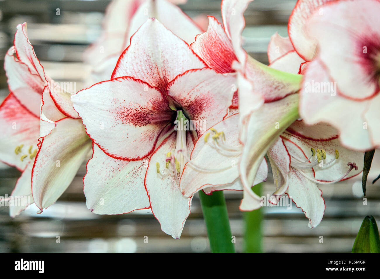 Hippeastrum ' Charisma ', Amarylis, flowering Stock Photo