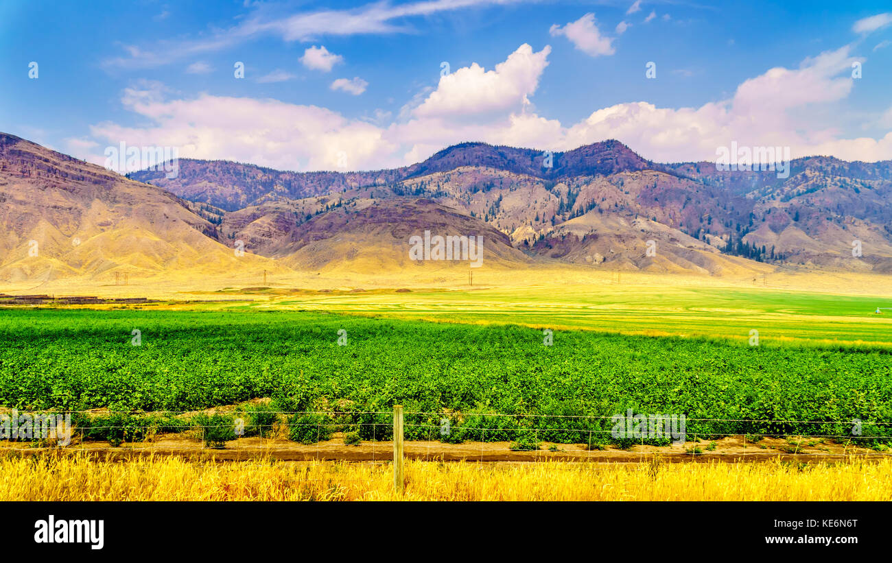 Irrigated farmlands along the Trans Canada Highway between Kamloops and Cache Creek in central British Columbia, Canada Stock Photo